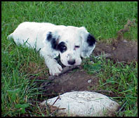 Pup